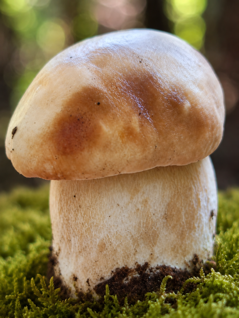 Makaron z leśnymi grzybami w sosie śmietanowym 🍄